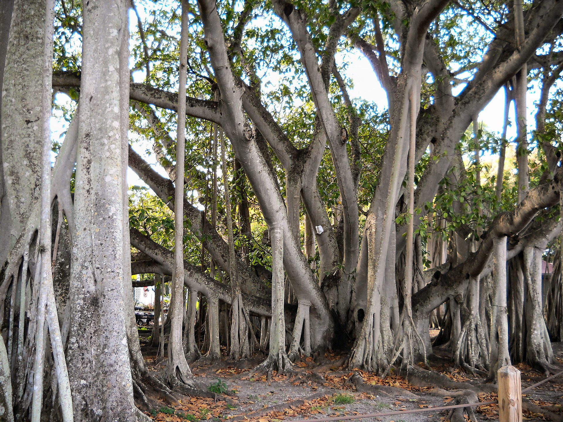Fort Myers