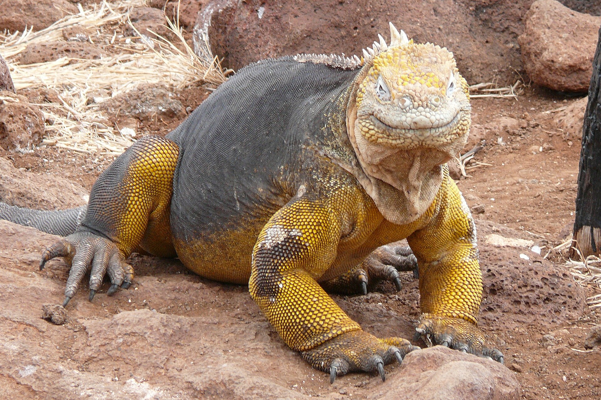 Galápagos