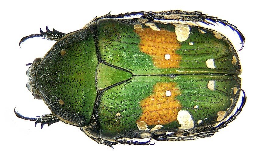 Gamètì