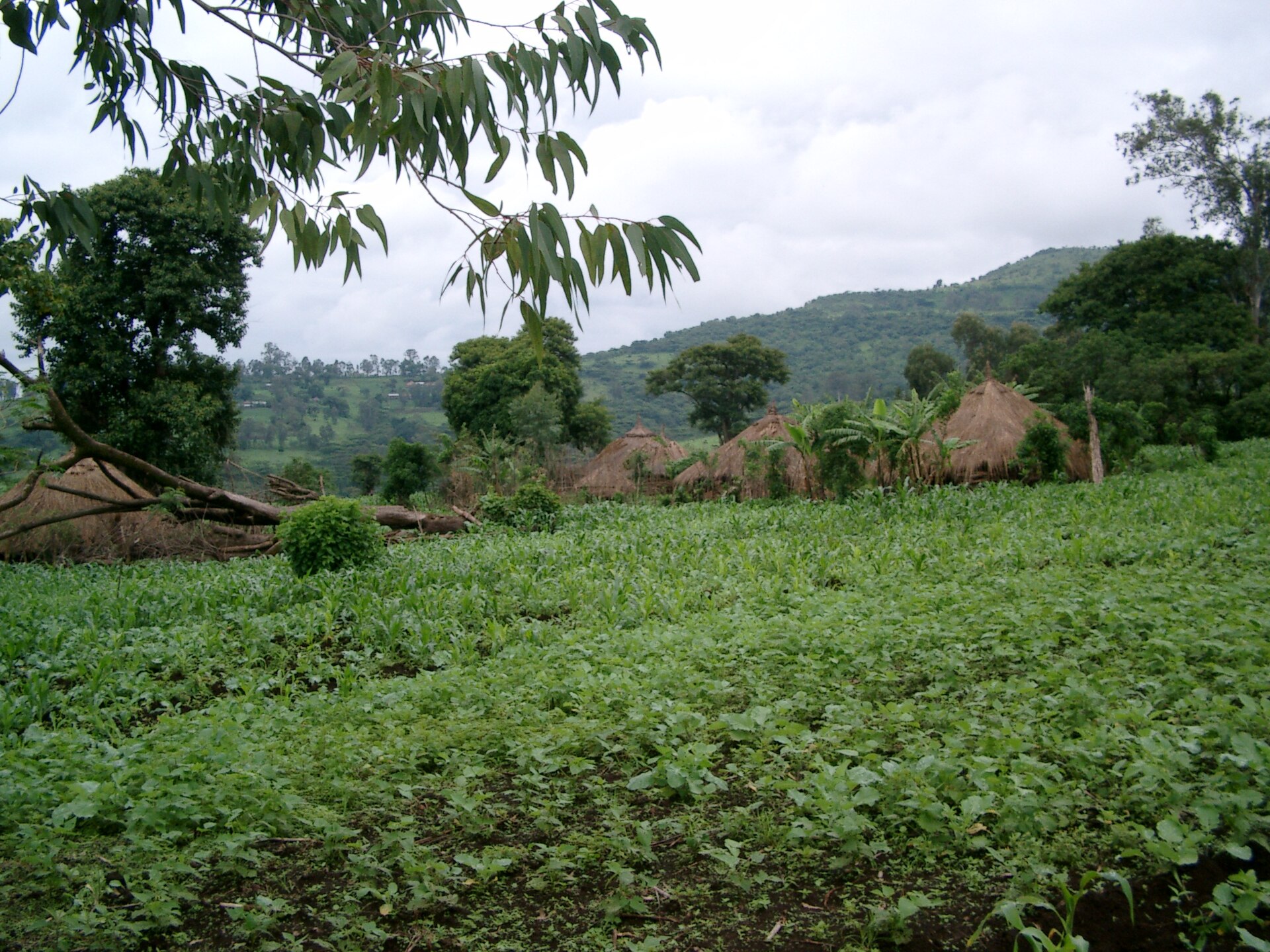 Oromia