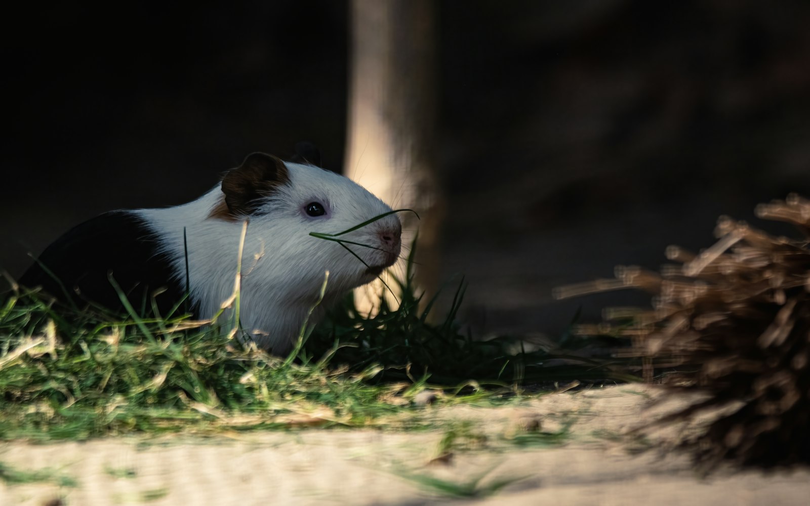 Guinea